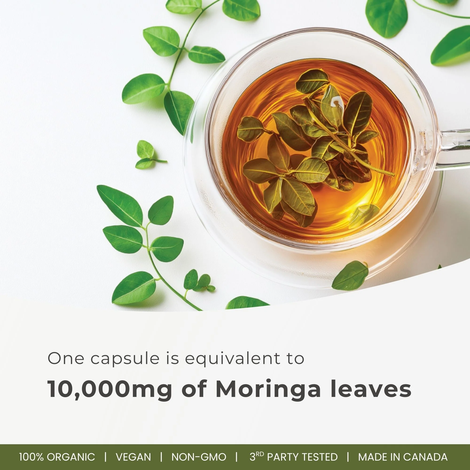 Organic Moringa Extract Capsules 10,000mg - 180 Capsules | 20:1 Extract | Made in Canada - Image 4